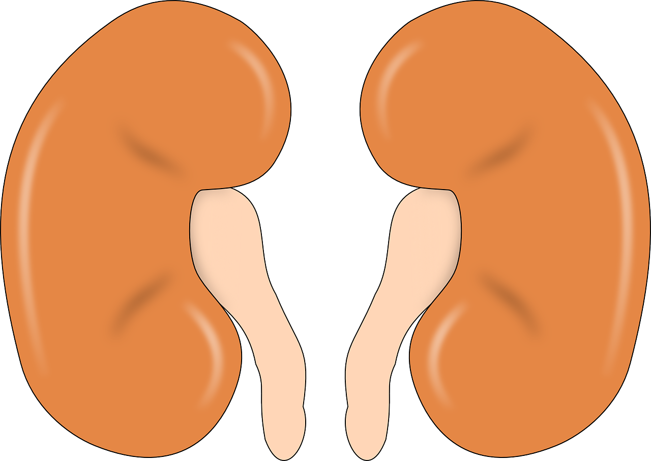 kidney, anatomy, human-147499.jpg